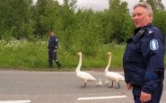 Polizia_Finlandia_cigno